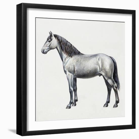 Connemara (Equus Caballus), Equidae, Drawing-null-Framed Giclee Print
