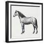 Connemara (Equus Caballus), Equidae, Drawing-null-Framed Giclee Print