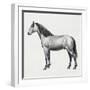 Connemara (Equus Caballus), Equidae, Drawing-null-Framed Giclee Print