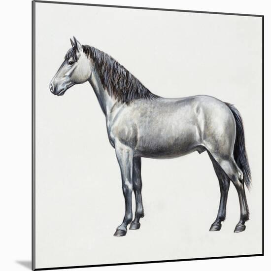 Connemara (Equus Caballus), Equidae, Drawing-null-Mounted Giclee Print