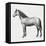 Connemara (Equus Caballus), Equidae, Drawing-null-Framed Stretched Canvas