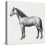 Connemara (Equus Caballus), Equidae, Drawing-null-Stretched Canvas