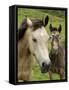 Connemara Ponies, County Galway, Connacht, Republic of Ireland (Eire), Europe-Gary Cook-Framed Stretched Canvas