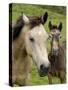 Connemara Ponies, County Galway, Connacht, Republic of Ireland (Eire), Europe-Gary Cook-Stretched Canvas