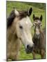 Connemara Ponies, County Galway, Connacht, Republic of Ireland (Eire), Europe-Gary Cook-Mounted Photographic Print