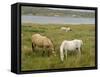 Connemara Ponies, County Galway, Connacht, Republic of Ireland-Gary Cook-Framed Stretched Canvas