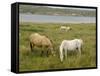 Connemara Ponies, County Galway, Connacht, Republic of Ireland-Gary Cook-Framed Stretched Canvas