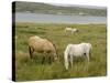 Connemara Ponies, County Galway, Connacht, Republic of Ireland-Gary Cook-Stretched Canvas