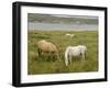 Connemara Ponies, County Galway, Connacht, Republic of Ireland-Gary Cook-Framed Photographic Print