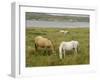 Connemara Ponies, County Galway, Connacht, Republic of Ireland-Gary Cook-Framed Photographic Print