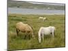 Connemara Ponies, County Galway, Connacht, Republic of Ireland-Gary Cook-Mounted Photographic Print