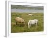 Connemara Ponies, County Galway, Connacht, Republic of Ireland-Gary Cook-Framed Photographic Print