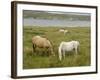 Connemara Ponies, County Galway, Connacht, Republic of Ireland-Gary Cook-Framed Photographic Print