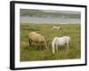 Connemara Ponies, County Galway, Connacht, Republic of Ireland-Gary Cook-Framed Photographic Print