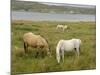 Connemara Ponies, County Galway, Connacht, Republic of Ireland-Gary Cook-Mounted Photographic Print