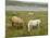 Connemara Ponies, County Galway, Connacht, Republic of Ireland-Gary Cook-Mounted Photographic Print