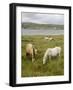 Connemara Ponies, County Galway, Connacht, Republic of Ireland-Gary Cook-Framed Photographic Print