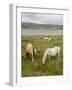 Connemara Ponies, County Galway, Connacht, Republic of Ireland-Gary Cook-Framed Photographic Print