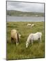 Connemara Ponies, County Galway, Connacht, Republic of Ireland-Gary Cook-Mounted Photographic Print