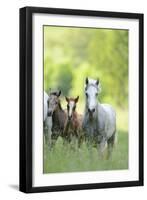 Connemara Pony, Mare with Foal, Belt, Head-On, Running, Looking at Camera-David & Micha Sheldon-Framed Premium Photographic Print