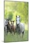 Connemara Pony, Mare with Foal, Belt, Head-On, Running, Looking at Camera-David & Micha Sheldon-Mounted Premium Photographic Print