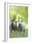 Connemara Pony, Mare with Foal, Belt, Head-On, Running, Looking at Camera-David & Micha Sheldon-Framed Photographic Print