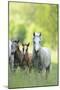 Connemara Pony, Mare with Foal, Belt, Head-On, Running, Looking at Camera-David & Micha Sheldon-Mounted Photographic Print