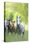 Connemara Pony, Mare with Foal, Belt, Head-On, Running, Looking at Camera-David & Micha Sheldon-Stretched Canvas