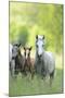 Connemara Pony, Mare with Foal, Belt, Head-On, Running, Looking at Camera-David & Micha Sheldon-Mounted Photographic Print