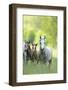 Connemara Pony, Mare with Foal, Belt, Head-On, Running, Looking at Camera-David & Micha Sheldon-Framed Photographic Print