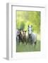 Connemara Pony, Mare with Foal, Belt, Head-On, Running, Looking at Camera-David & Micha Sheldon-Framed Photographic Print