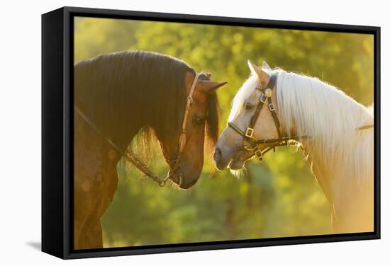 Connemara Pony, Portrait, Stallions, Side View-David & Micha Sheldon-Framed Stretched Canvas