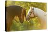 Connemara Pony, Portrait, Stallions, Side View-David & Micha Sheldon-Stretched Canvas