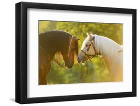 Connemara Pony, Portrait, Stallions, Side View-David & Micha Sheldon-Framed Photographic Print