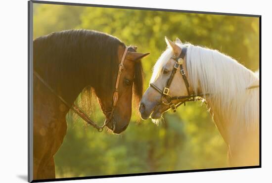 Connemara Pony, Portrait, Stallions, Side View-David & Micha Sheldon-Mounted Photographic Print