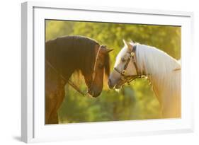 Connemara Pony, Portrait, Stallions, Side View-David & Micha Sheldon-Framed Photographic Print