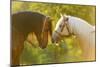 Connemara Pony, Portrait, Stallions, Side View-David & Micha Sheldon-Mounted Photographic Print