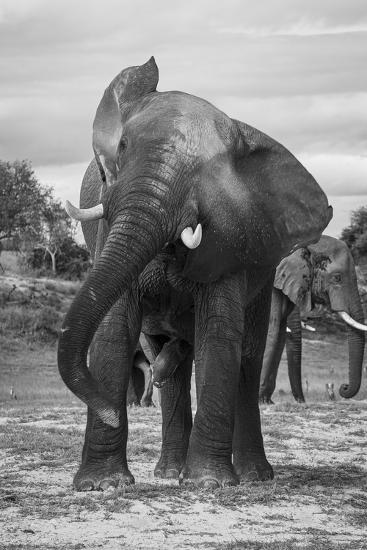 Photographic Print, , large