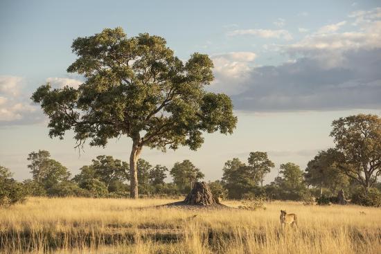 Photographic Print, , large