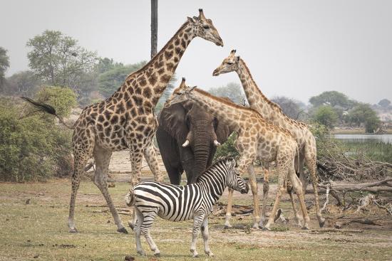 Premium Photographic Print, , large