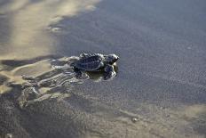 Central America, El Salvador, turtle hatchlings.-Connie Bransilver-Photographic Print