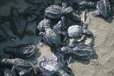 Central America, El Salvador, turtle hatchlings.-Connie Bransilver-Photographic Print