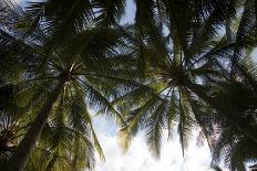 El Salvador, Central America. La Tortuga Verde lodge.-Connie Bransilver-Photographic Print