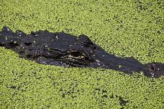USA, Florida, Fakahatchee Strand Preserve State Park Alligator.-Connie Bransilver-Photographic Print