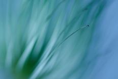 Single Clematis Seed Head-Connie Fitzgerald-Photographic Print