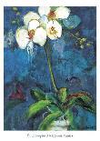 Phalaenopsis I-Connie Tunick-Art Print