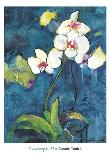 Phalaenopsis I-Connie Tunick-Art Print