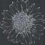 Chalk Bloom 1-Connor Adams-Art Print