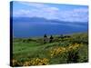 Conor Pass Ruin, Dingle Peninsula, County Kerry, Ireland-Marilyn Parver-Stretched Canvas