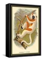 Conquerel's Siafka-Sir William Jardine-Framed Stretched Canvas